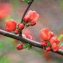 서리풀길 4 이미지