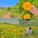 숲쟁이꽃동산 | 영광가볼만한 곳 6월 숲쟁이 꽃동산 금계국 군락지 솔직후기