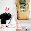먼지 없는 국내생산 천연 벤토나이트! 또바기고양이모래 사용 후기