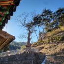 진주 정평리 무환자나무 | 진주 정평리 무환자나무