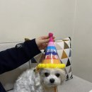 봄이까까 이미지