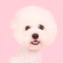 Lucky 애견샵 이미지