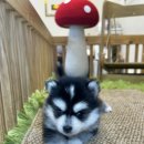 테일러퍼피 이미지