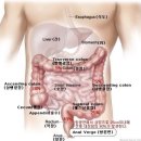 대장이 깨끗해야~~ 이미지