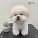 펫미용 이미지