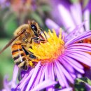 꿀강아지 이미지