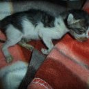 청림동물병원 이미지