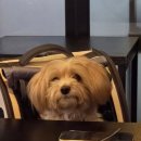 오가당 | 오가당(애견동반가능) 방문후기❤️