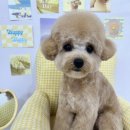 멍멍 애견미용 이미지