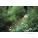 2021.7.9 솔나리, 분홍바늘꽃,참배암차즈기,전동싸리,사향제비나비 이미지