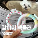 LLB | 강아지 넥쿨러, 심장병 노견 체온조절 필수 더위아이템 오파프