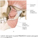 턱관절과 익상근 등 세미나 자료 이미지