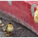 토끼사냥 이미지