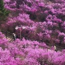 동산제1호 | 부천 가볼만한곳 2026 부천 원미산 진달래축제 일정 총정리! 진달래동산 봄꽃 명소 절정시기