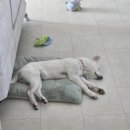 꿀잠 | &lt;아르르 꿀잠이불&gt; 내돈내산 후기