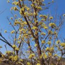 봄치과기공소 이미지