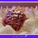 별 메디칼 이미지