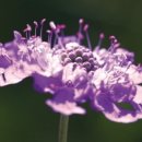 야생화꽃자수 이미지