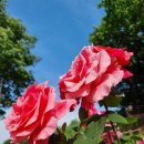 송이세탁소 이미지