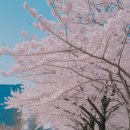 여의도 벚꽃축제 총정리 (윤중로 포토스팟)