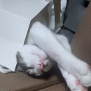 반려동물 이동서비스 이미지