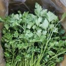 파슬리 이미지