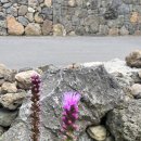 스테이 드리울 이미지