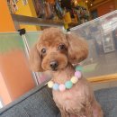 도도애견샵 이미지