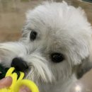 스누피