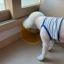 루이&DOGS | 강아지 다이어트 사료 : 저알러지사료 빌리앤마것 피쉬포독 기호성, 칼로리 후기