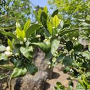 두모 542 이미지