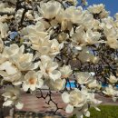 목련마을 경로식당 | [서울 봄 나들이] 정독도서관 벚꽃&amp;목련 현황, 정독도서관 구내식당 소담정, 노벨문학라운지 오픈, 서촌...