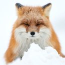 붉은여우