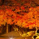 양재(야간) 이미지