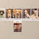 꽃길걷개 이미지