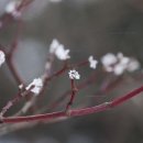 호산삼 이미지