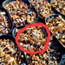 개구리목장 이미지