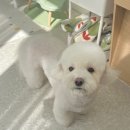 디어마이모모 이미지