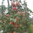 둥이네 농장 이미지