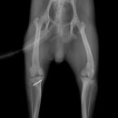 그랜드24시동물병원 이미지