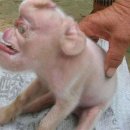 별난돼지 이미지