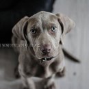 대명애견 네이버블로그