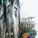 진부령황태 이미지