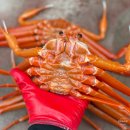 홍개 | 울진 홍게 제철 대게 맛집 오션씨앤씨 후기