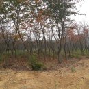 여주-0033 Daum카페