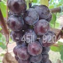 장수농원 이미지