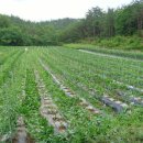 효제농장 이미지