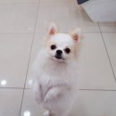 아리펫