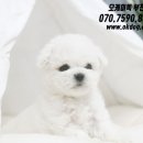 강아지랑 고양이 이미지