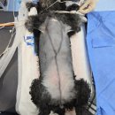 장유동물병원 | 장유동물병원에 온 노령견에서 발견된 다발성 유선종양, 전신 상태를 고려한 외과적 치료 사례